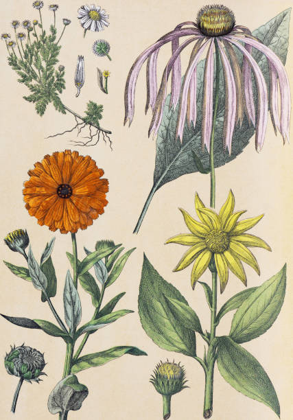 Vintage plant collection. retro style plants. hand drawn vintage botanical illustration.  Botanical hand drawn illustrations.  natural wallpaperanthemis nobilis, anthemis cotula, anthemis tinctoria, tanacetum vulgare, buphtalmum salicifolium, helianthus tuberosus, rudbeckia purpurea, centaurea cyanus, calendula officinalis, echinops ritro. corn chamomile or golden maruerite, helianthus, coneflower.Plant green jungle wallpaper. hand drawn wild plants. Vintage botanical illustration. Retro Style, Old-fashioned, Archival, Illustration, Wallpaper - Decor.