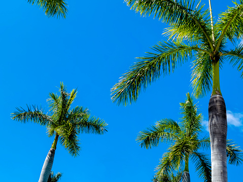 Palm trees and leaves against a polarized blue sky in Costa Rica.