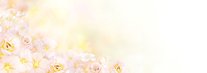 mix of flower in soft romance yellow background for header or banner design with copy space