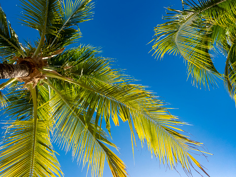 Kailua-Kona, Hawaii, USA - December 17, 2011:  Palm trees in the sun on the Big Island of Kona Hawaii