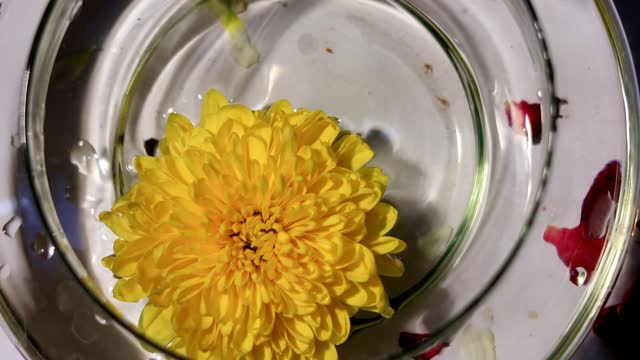 Marigold flower in a bowl filled with water table top spin view