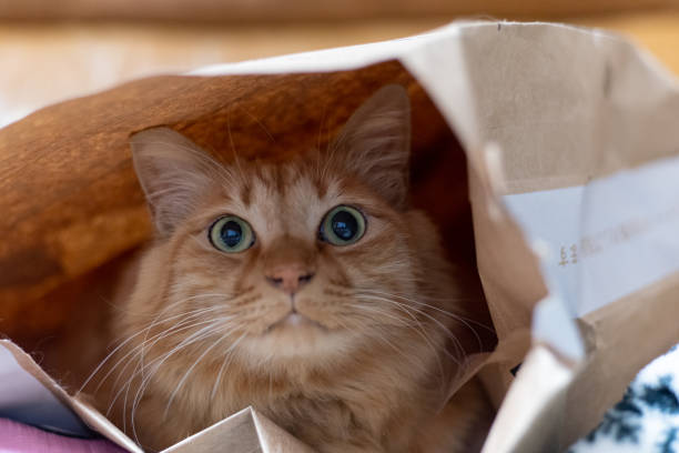 istock cat in a paper bag 1475488893