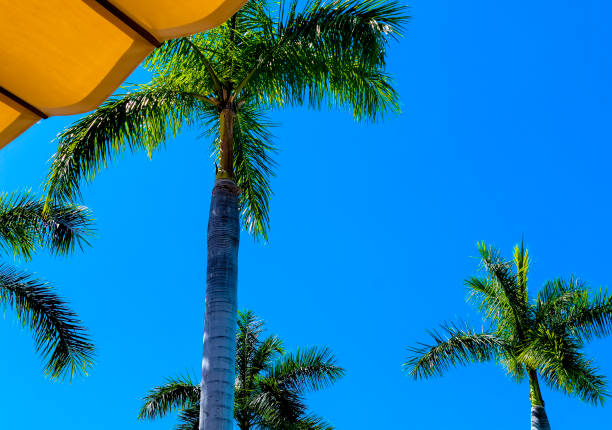 Palm trees and leaves against a polarized blue sky in Costa Rica.