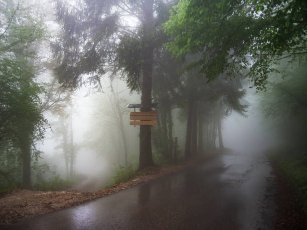Wet asphalt road in the rainy forest. Beatiful moody countryside in Pordenone, Italy