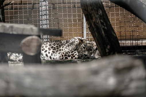 Sleeping leopard