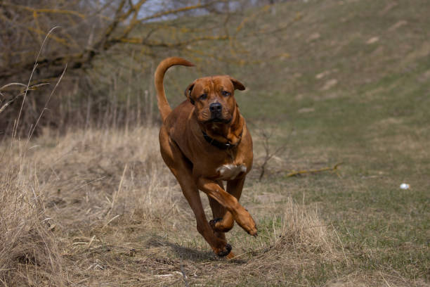 Domestic mixed-breed dog is walking in public park.