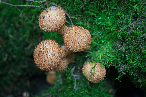 A tightly packed group of yellow mushrooms (shaggy pholiota) grows on an old tree trunk.