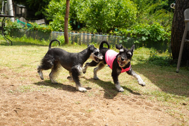 istock Two dogs Miniature Schneuzer are running 1475499765