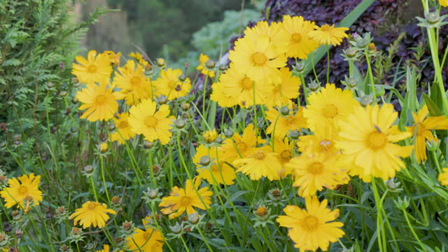 Yellow blooming lance-leaved coreopsis (Coreopsis lanceolata) plant, commonly known as lanceleaf