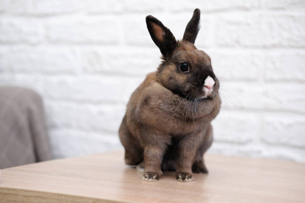 Close-up of a cute rabbit in a white bricks background.