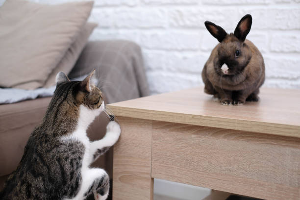 istock A cat looking at a rabbit sitting on the table. 1475501153
