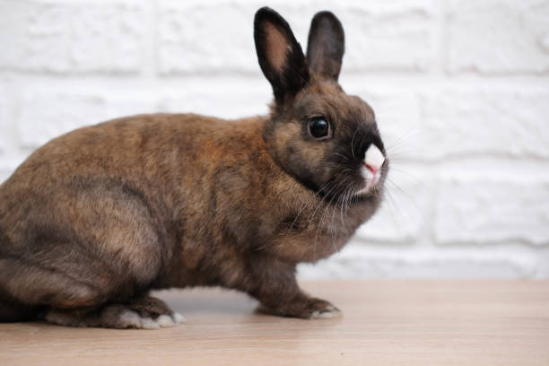 istock Close-up of a cute rabbit in a white bricks background. 1475501154