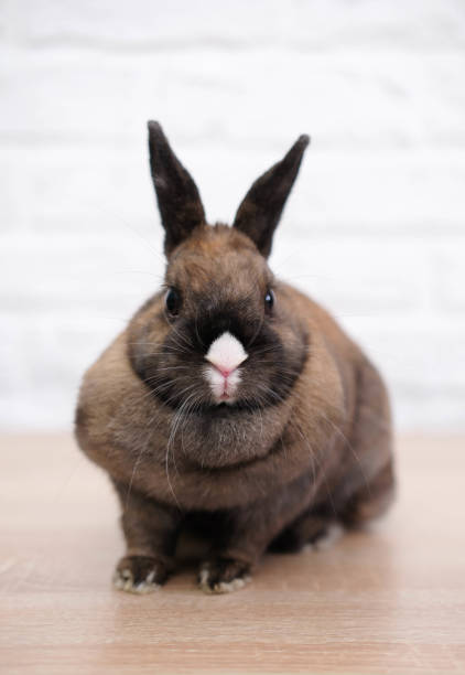 istock Close-up of a cute rabbit in a white bricks background. Vertical view. 1475501227