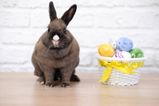 istock Close up of rabbit and easter eggs on the wooden table on white background. 1475501228