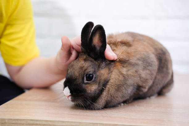 istock Boys hand is stroking a rabbit sitting on the table. 1475501239