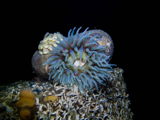 istock Norwegian sea anemone 1475501385