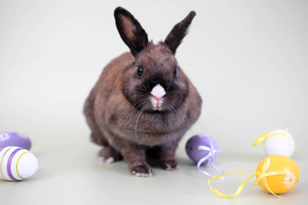 istock Close-up of a cute rabbit with colorful easter eggs in a gray background. 1475501500