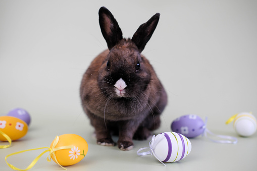 Close-up of a cute rabbit with colorful easter eggs in a gray background.