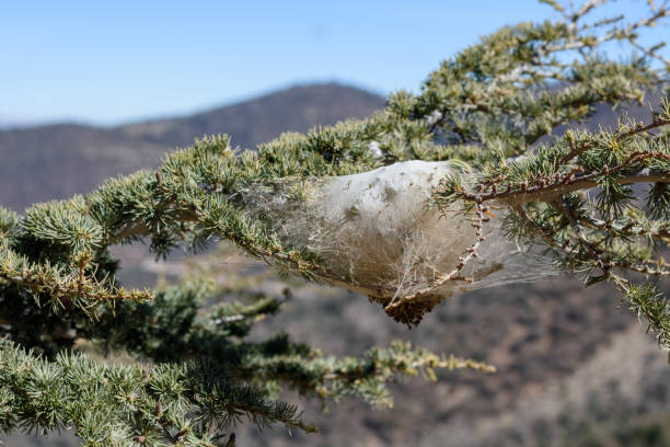 istock Pine processionary destroying Atlas Cedar in Belezma national park 1475503458