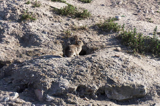 Rabbit watching from its burrow