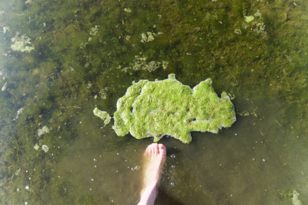 Green Yeasts in Lake Stepping on Fermented Bag of Green Yeasts in Lake nymphaea candida stock pictures, royalty-free photos & images