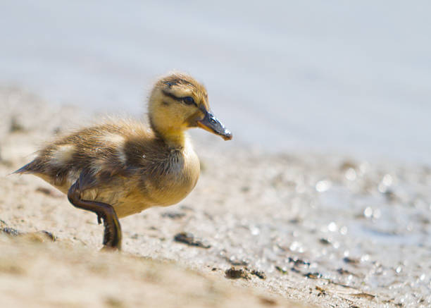 Baby kaczątko na plaży – zdjęcie