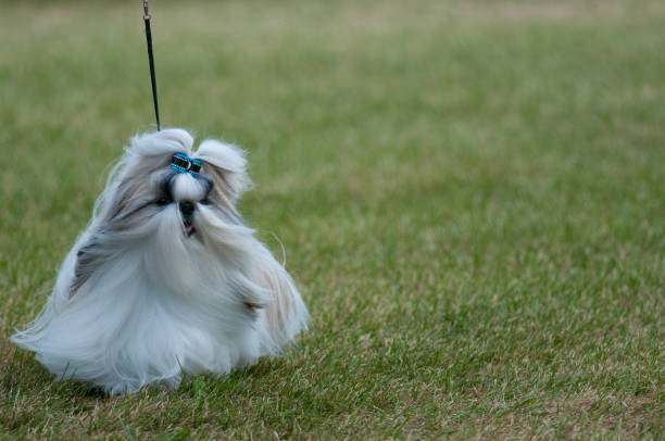 istock Tiny Shih Tzu on a field of grass 1475511368