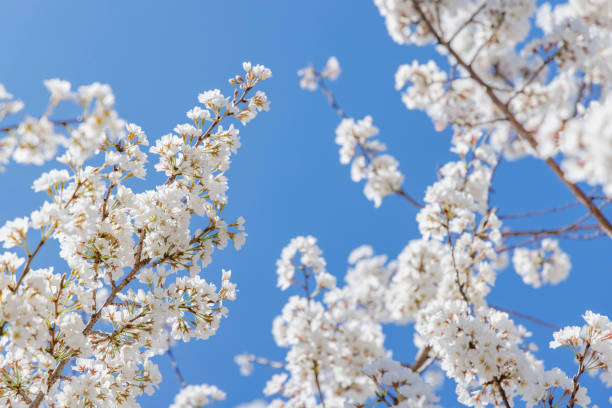 istock Cherry blossoms in full bloom with beautiful colors 1475511509