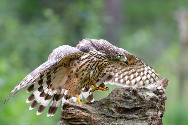 istock Northern goshawk juvenile in the forest 1475511536