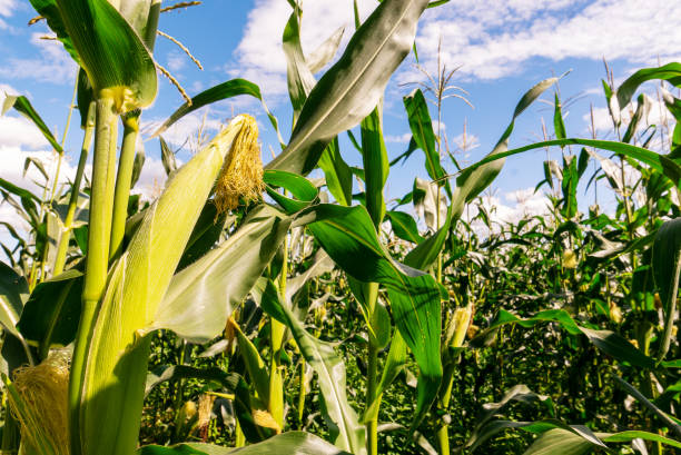 istock Inside a cornfield. Corn cob in close-up. Sky, clouds day. 1475511699
