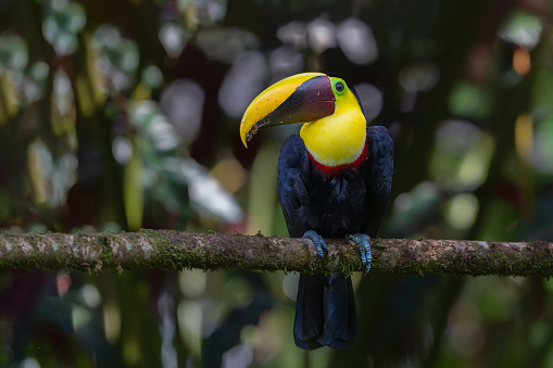 Chestnut-mandibled toucan or Swainson’s toucan, Ramphastos ambiguus swainsonii. Yellow-throated toucan sitting on a branch in the rainforest around BocaTapada in Costa Rica , Сentral America