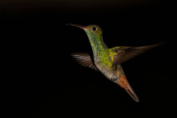 istock Rufous-tailed Hummingbird  flying in the rainforest 1475511821