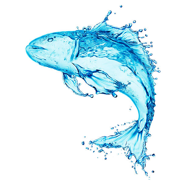 13,500+ Fish Jumping Out Of Water Stock Photos, Pictures & Royalty-Free Images - iStock | Fish jumping out of water illustration, Bass fish jumping out of water 13,500+ Fish Jumping Out Of Water Stock Photos, Pictures & Royalty-Free Images - Istock | Fish Jumping Out Of Water Illustration, Bass Fish Jumping Out Of Water