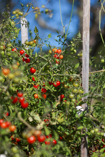 Latino woman picking cherry tomato on her permaculture garden. Home grown products. Close-up.
