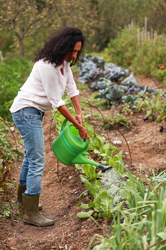 Sustainable garden - watering plants. Mid-adult woman gardening.