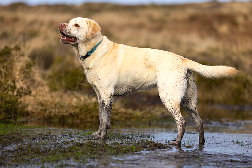Mud-splashed dog out on moorland in Winter in Pembrokeshire, Wales
