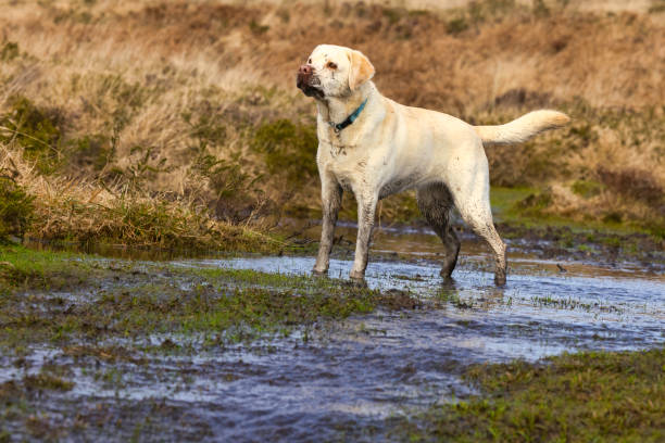 istock Yellow Labrador Retriever exercising in muddy countryside 1475513389