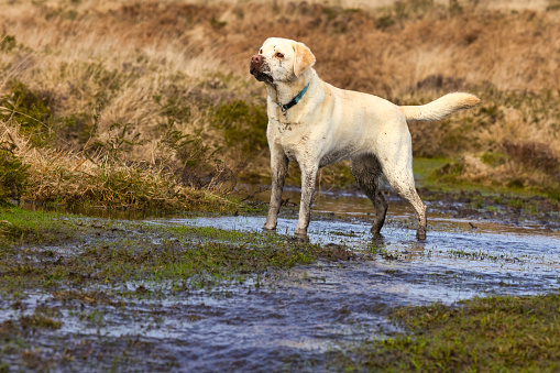 Mud-splashed dog out on moorland in Winter in Pembrokeshire, Wales