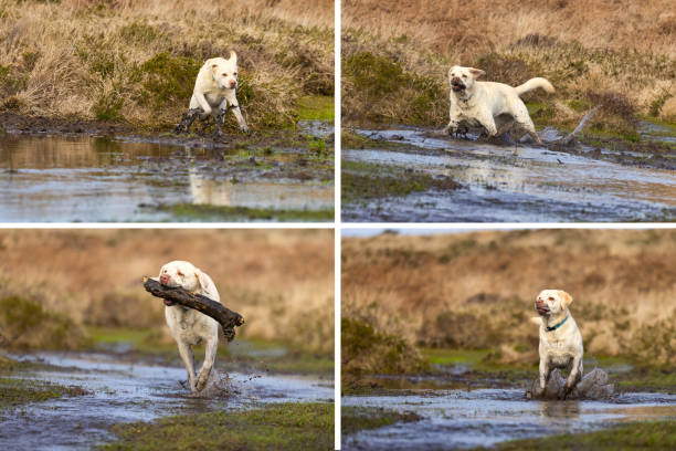 Mud-splashed dog out on moorland in Winter in Pembrokeshire, Wales