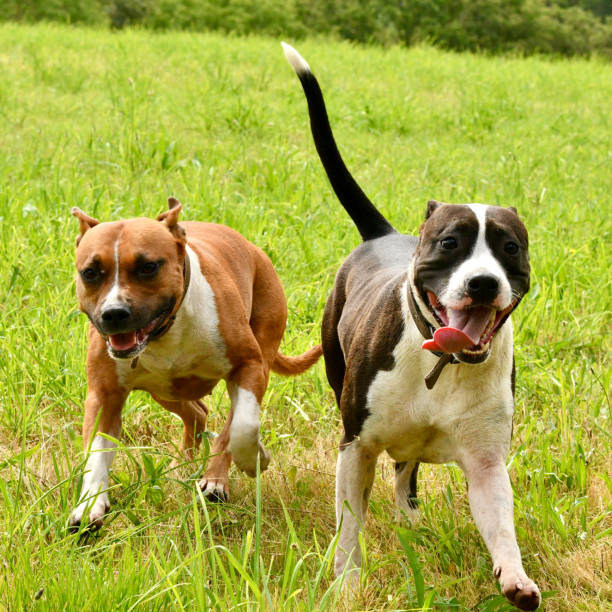 istock 2 cute staff dogs in the wild 1475515745