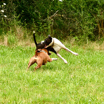 2 Staffordshire Bull Terrier dogs playing together in a field in the wild.