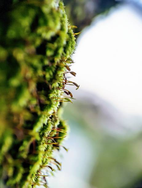 istock macro photography, green moss 1475515946