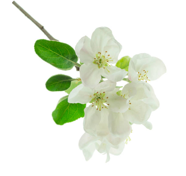 istock sprig of blossoming apple tree isolated on white background. apple tree in bloom. Blooming apple tree in spring time. 1475516005