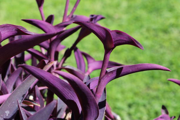 istock Purple Heart Plant Close-up 1475516439