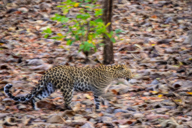 Leopard walking in jungle stock photo