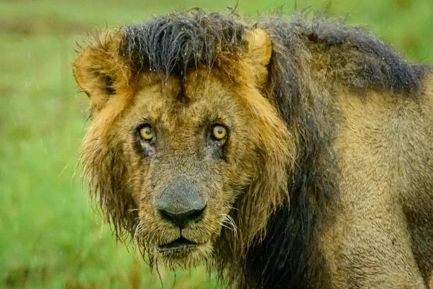 Lion portrait stock photo