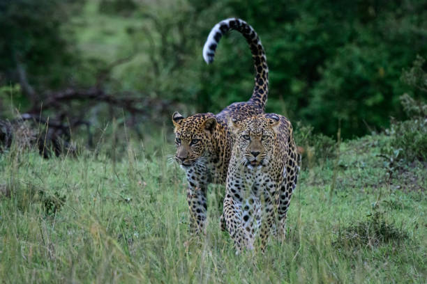 Two Leopards walking stock photo