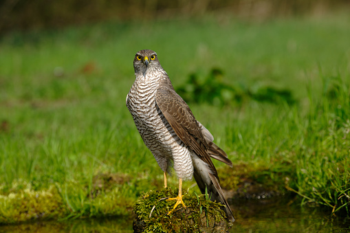 Eurasian Kestrel perched on a high tree branch looking for its prey in car blue sky background