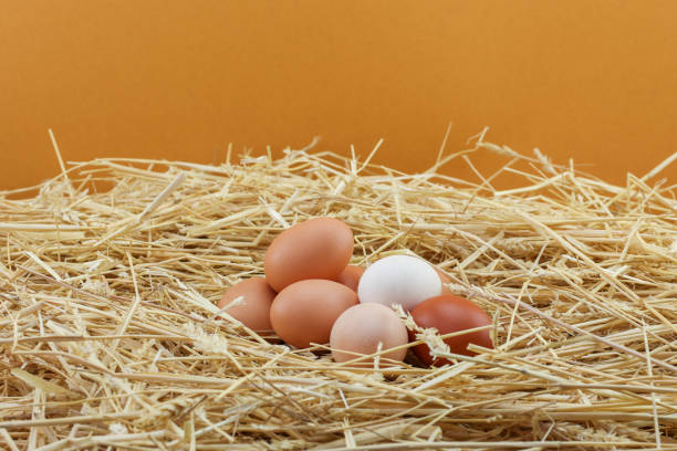 group of fresh eggs in wheat straw nest on orange background, copy space