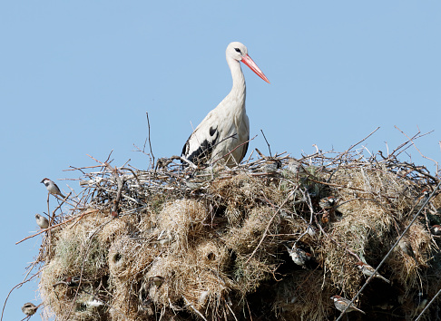 White stork (Ciconia ciconia) with large wings flying isolated on white background. Birth concept.